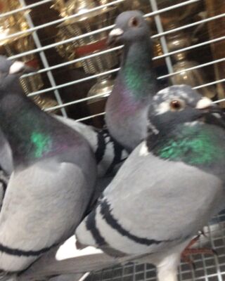 全国優勝の血Winning MosquitoのDNA – 鳩レース分譲と委託・全国優勝の