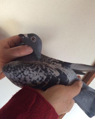 モスキート343 – 鳩レース分譲と委託・全国優勝の血統ウイニング